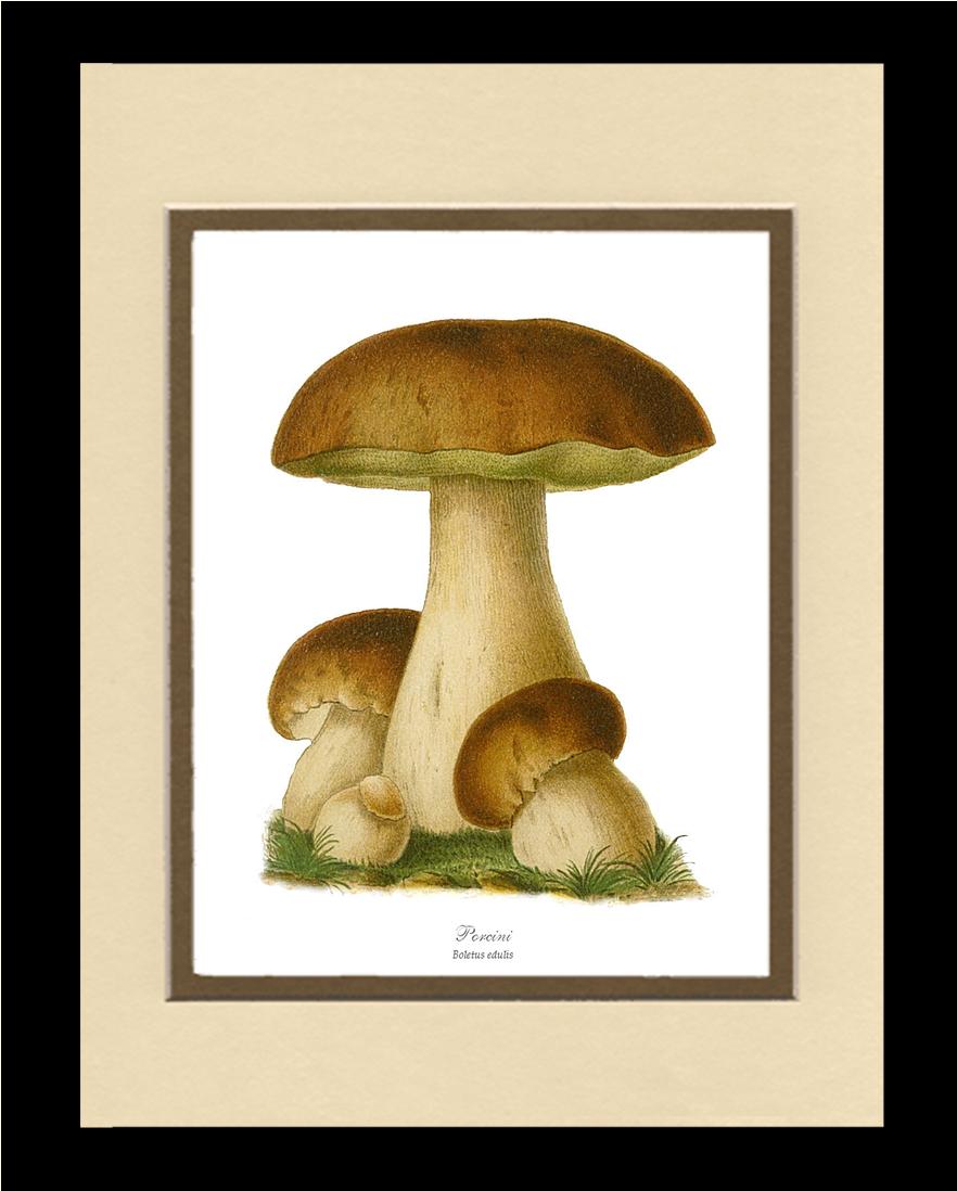 Porcini Mushroom | Vintage Mushroom Art Print