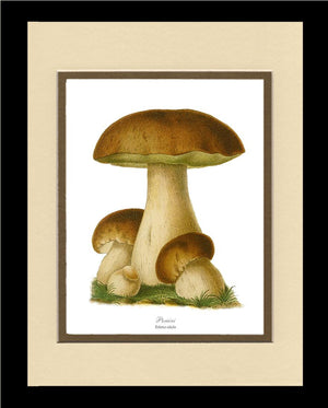 Porcini Mushroom