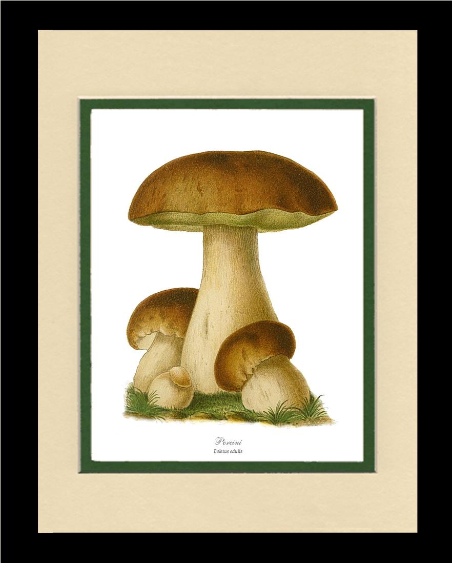 Porcini Mushroom | Vintage Mushroom Art Print