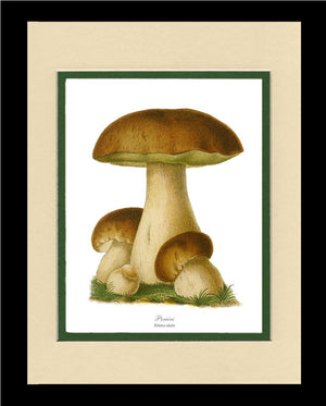 Porcini Mushroom