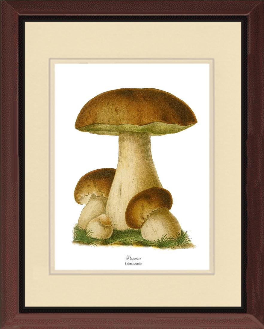 Porcini Mushroom | Vintage Mushroom Art Print