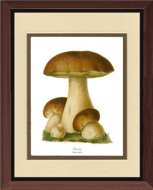 Porcini Mushroom