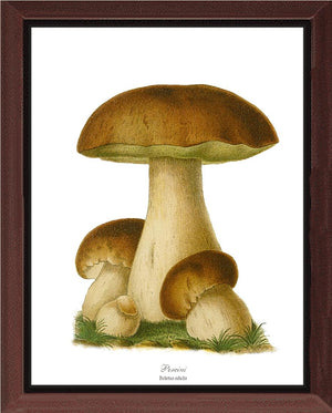 Porcini Mushroom