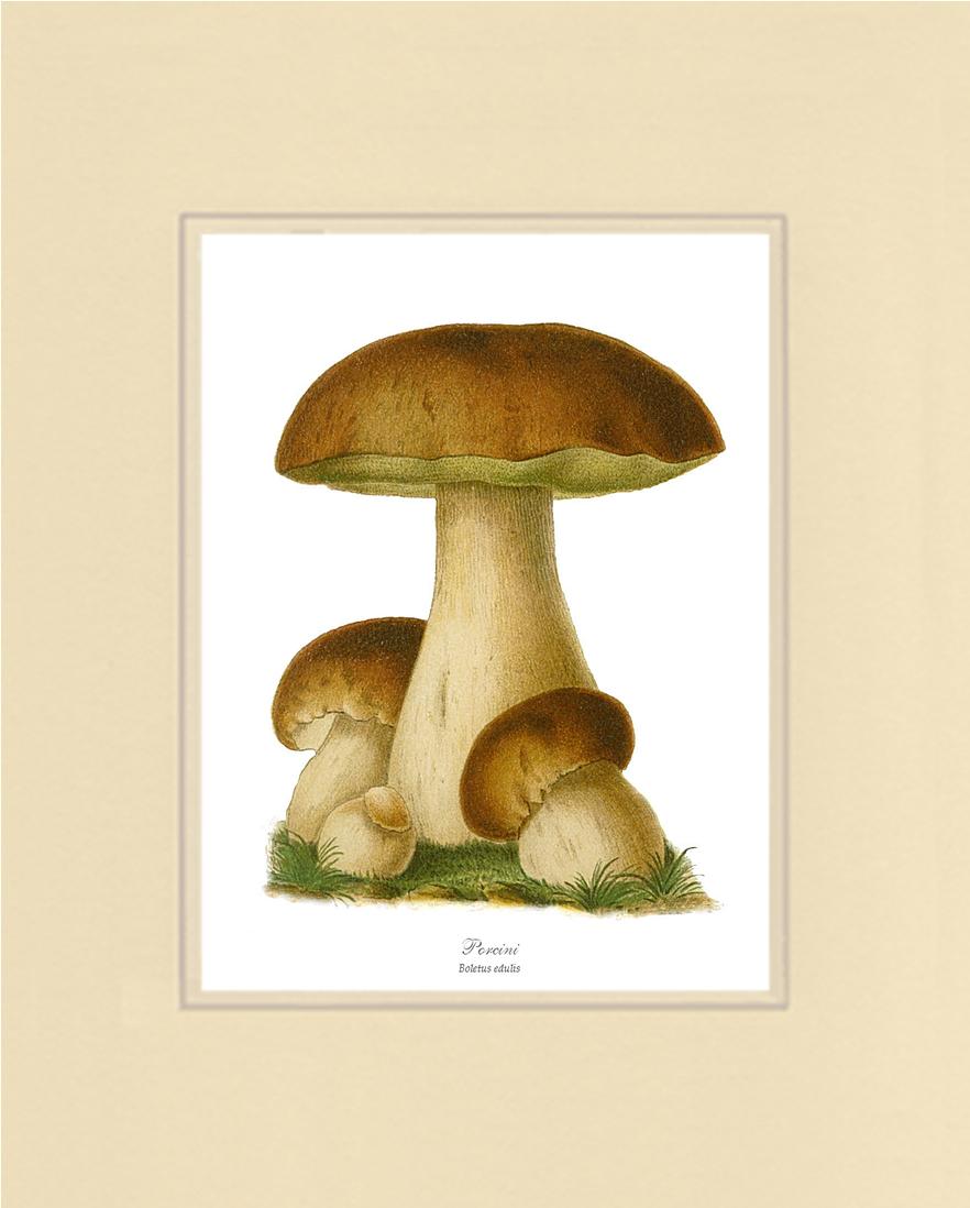 Porcini Mushroom | Vintage Mushroom Art Print