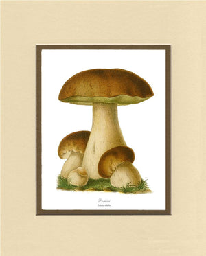 Porcini Mushroom