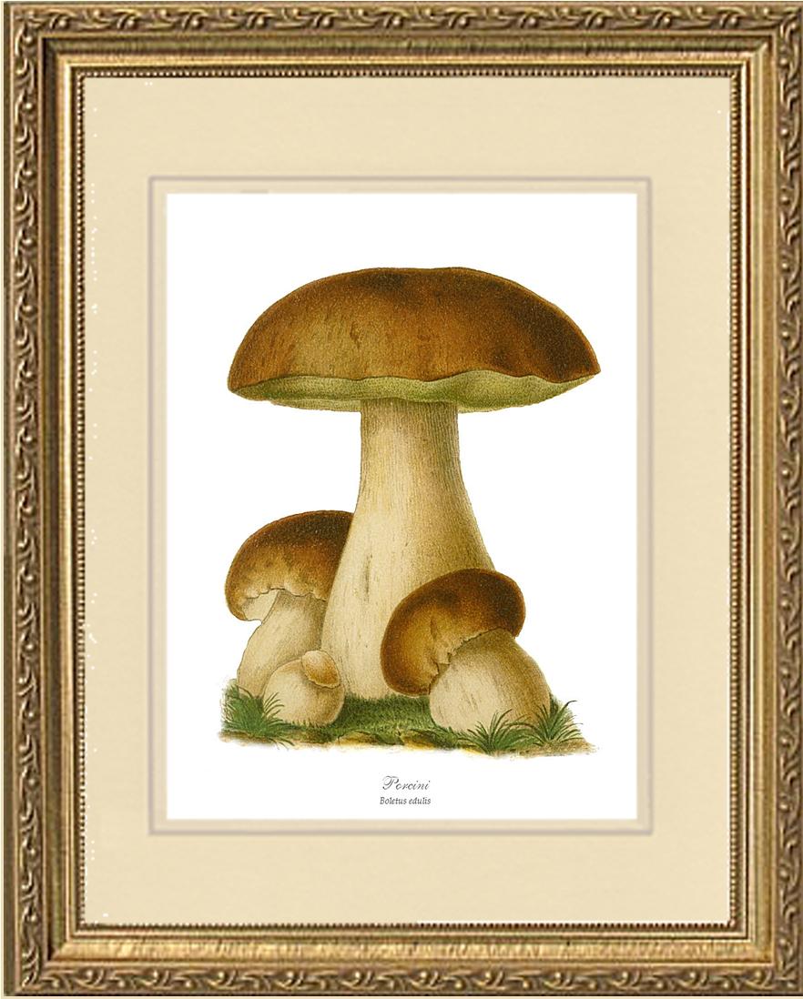 Porcini Mushroom | Vintage Mushroom Art Print
