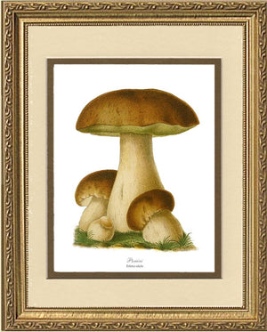 Porcini Mushroom