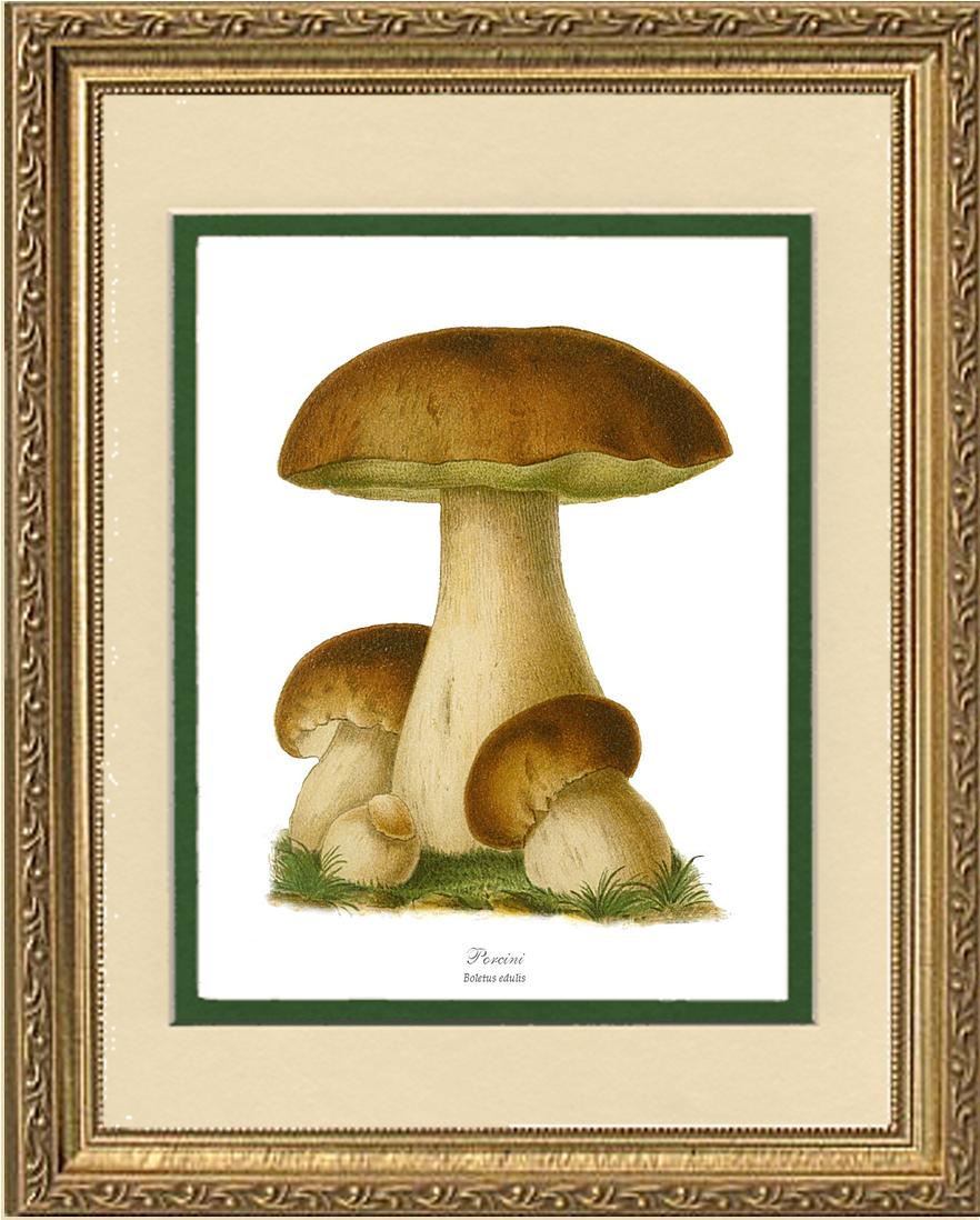 Porcini Mushroom | Vintage Mushroom Art Print