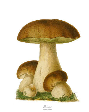Mushroom Print: Porcini Mushroom