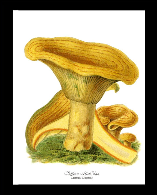 Saffron Milk Cap Mushroom | Vintage Mushroom Art Print