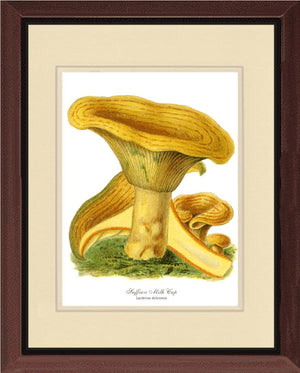 Saffron Milk Cap Mushroom