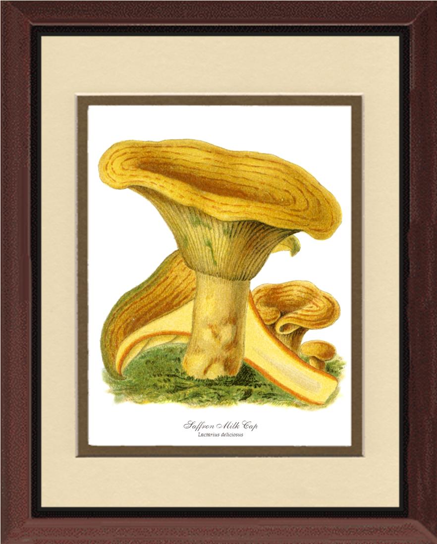 Saffron Milk Cap Mushroom | Vintage Mushroom Art Print