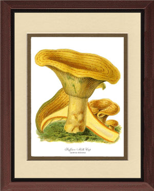 Saffron Milk Cap Mushroom