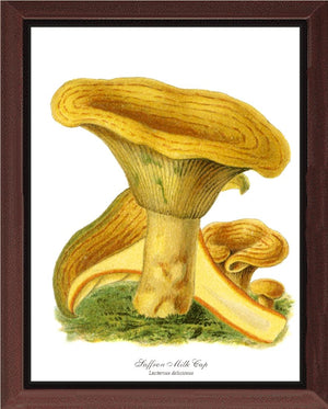 Saffron Milk Cap Mushroom