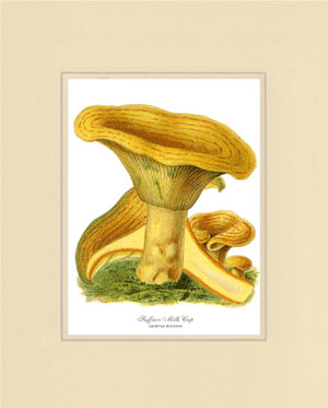 Saffron Milk Cap Mushroom