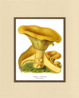 Saffron Milk Cap Mushroom