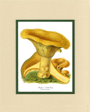 Saffron Milk Cap Mushroom