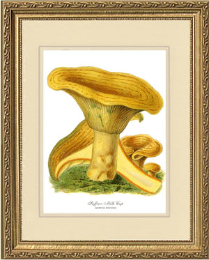 Saffron Milk Cap Mushroom