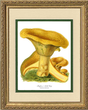 Saffron Milk Cap Mushroom