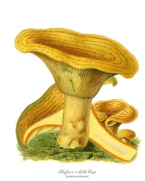 Mushroom Print: Saffron Milk Cap Mushroom