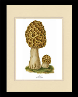 Morel Mushroom