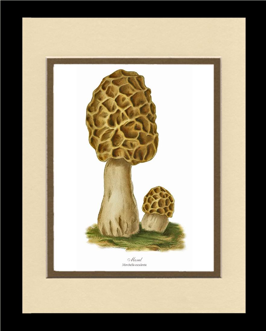 Morel Mushroom | Vintage Mushroom Art Print