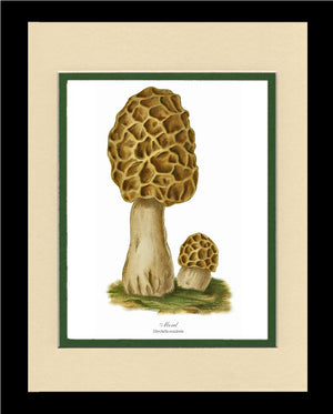 Morel Mushroom