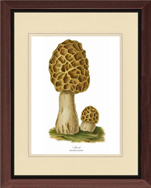 Morel Mushroom