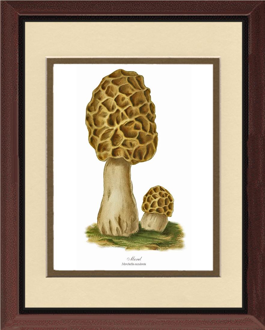 Morel Mushroom | Vintage Mushroom Art Print