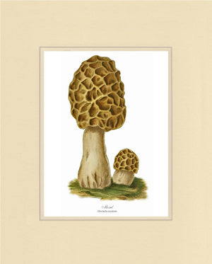 Morel Mushroom