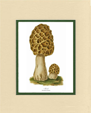 Morel Mushroom