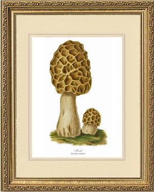 Morel Mushroom