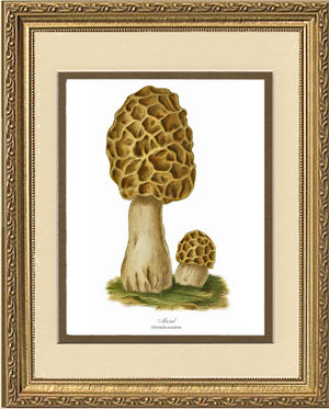 Morel Mushroom