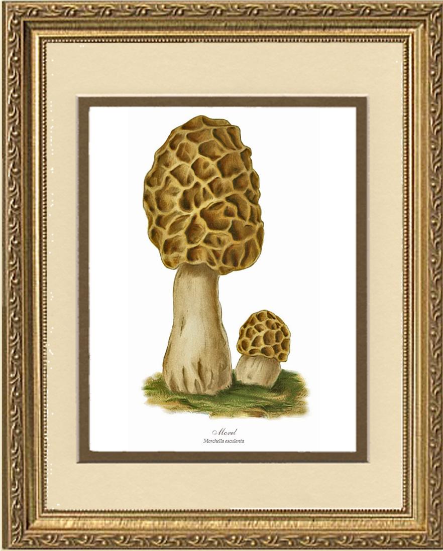 Morel Mushroom | Vintage Mushroom Art Print
