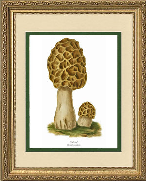 Morel Mushroom
