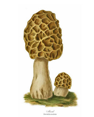 Mushroom Print: Morel Mushroom