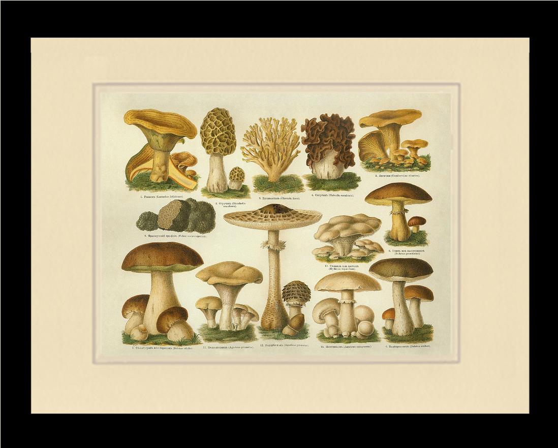 Edible Mushrooms | Vintage Mushroom Art Print