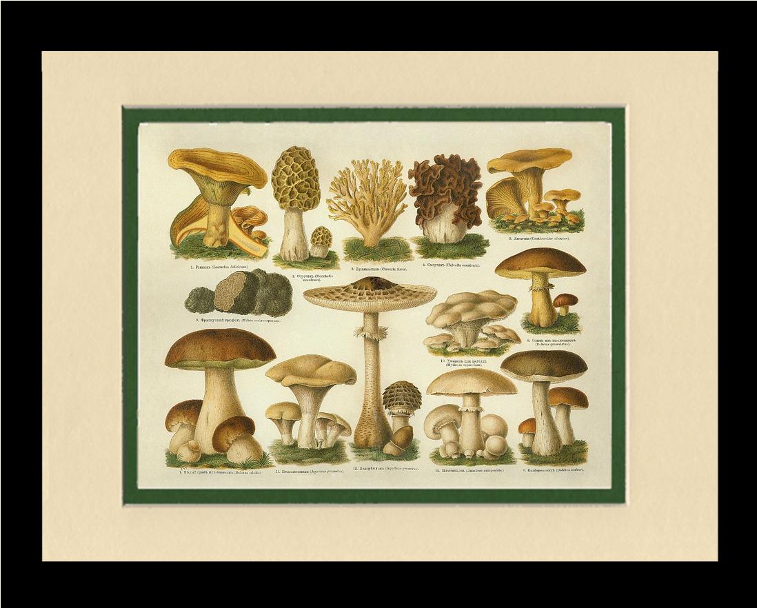 Edible Mushrooms | Vintage Mushroom Art Print