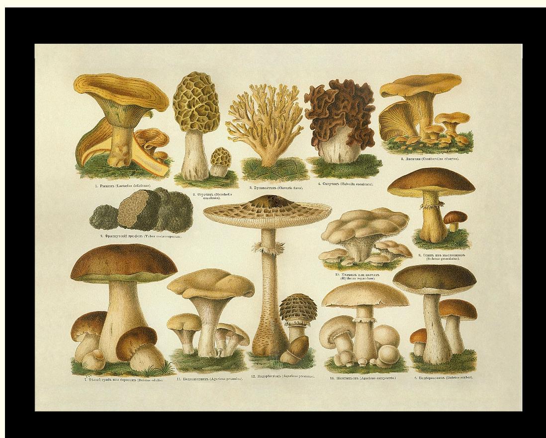 Edible Mushrooms | Vintage Mushroom Art Print