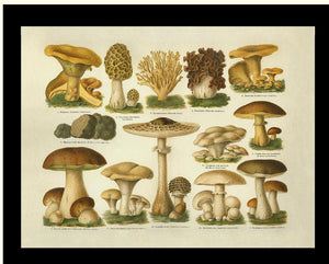 Edible Mushrooms