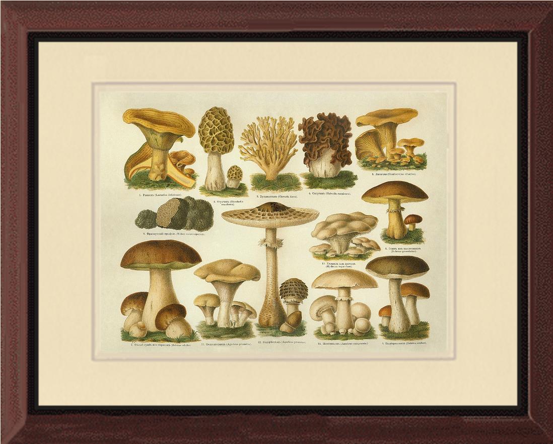 Edible Mushrooms | Vintage Mushroom Art Print