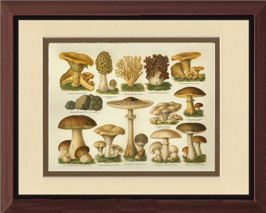 Edible Mushrooms | Vintage Mushroom Art Print