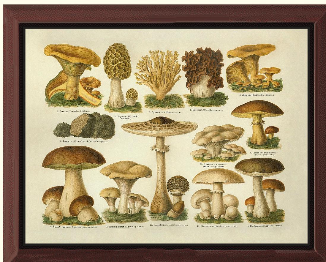 Edible Mushrooms | Vintage Mushroom Art Print
