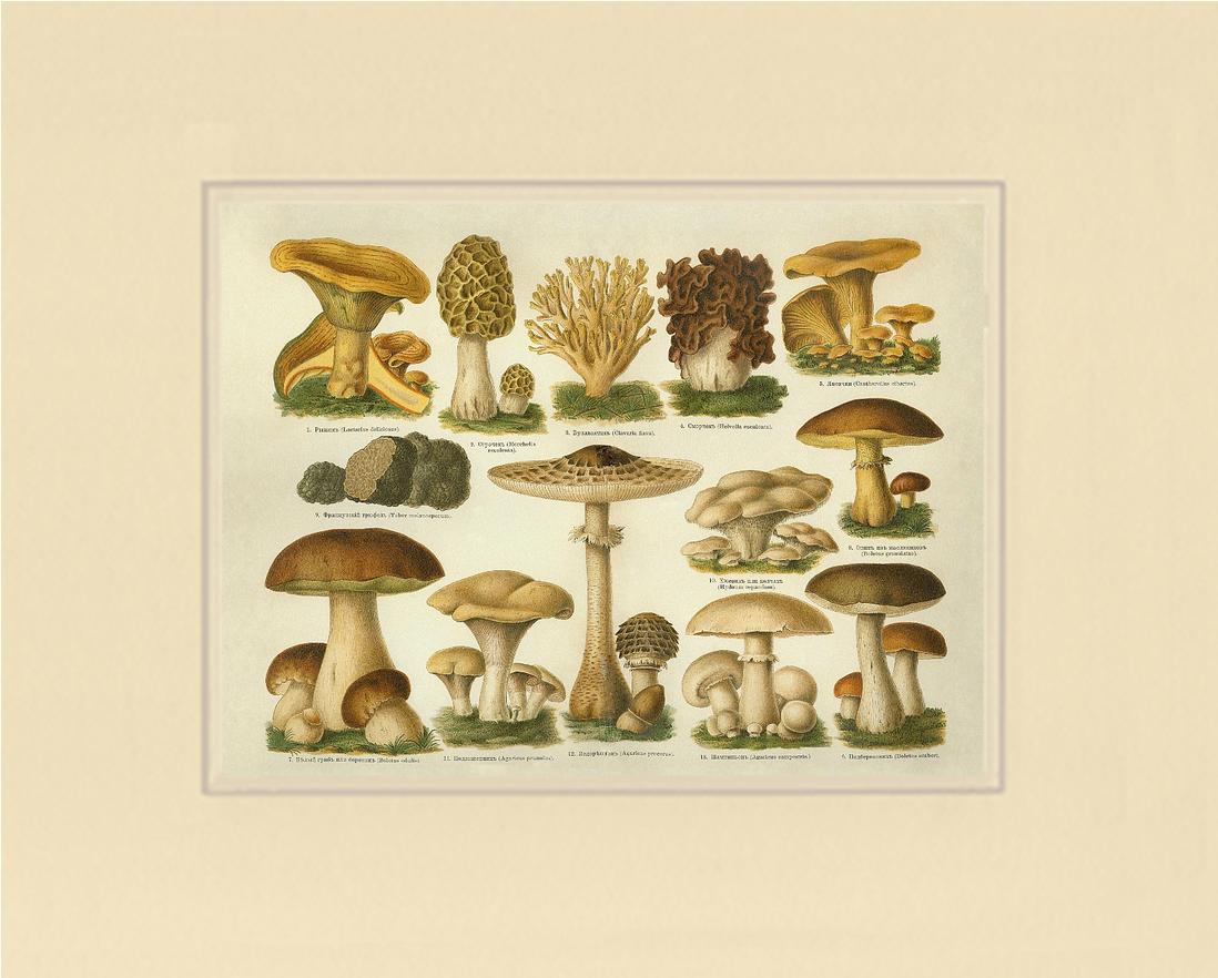 Edible Mushrooms | Vintage Mushroom Art Print