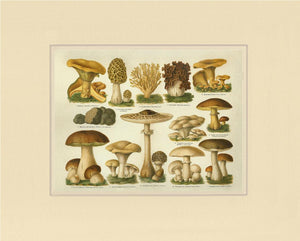 Edible Mushrooms