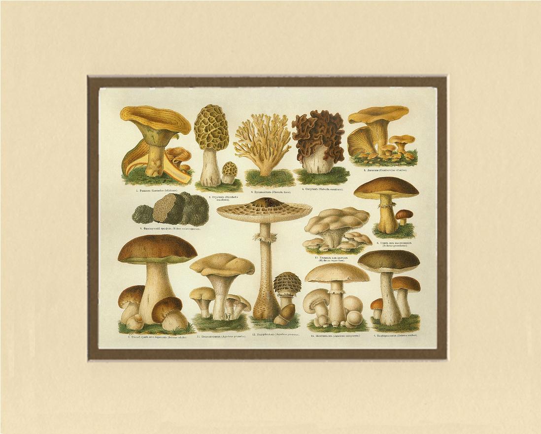 Edible Mushrooms | Vintage Mushroom Art Print