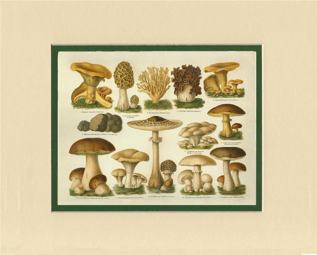 Edible Mushrooms | Vintage Mushroom Art Print