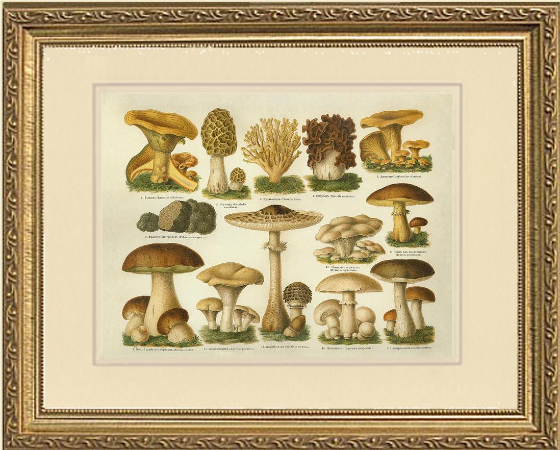 Edible Mushrooms | Vintage Mushroom Art Print