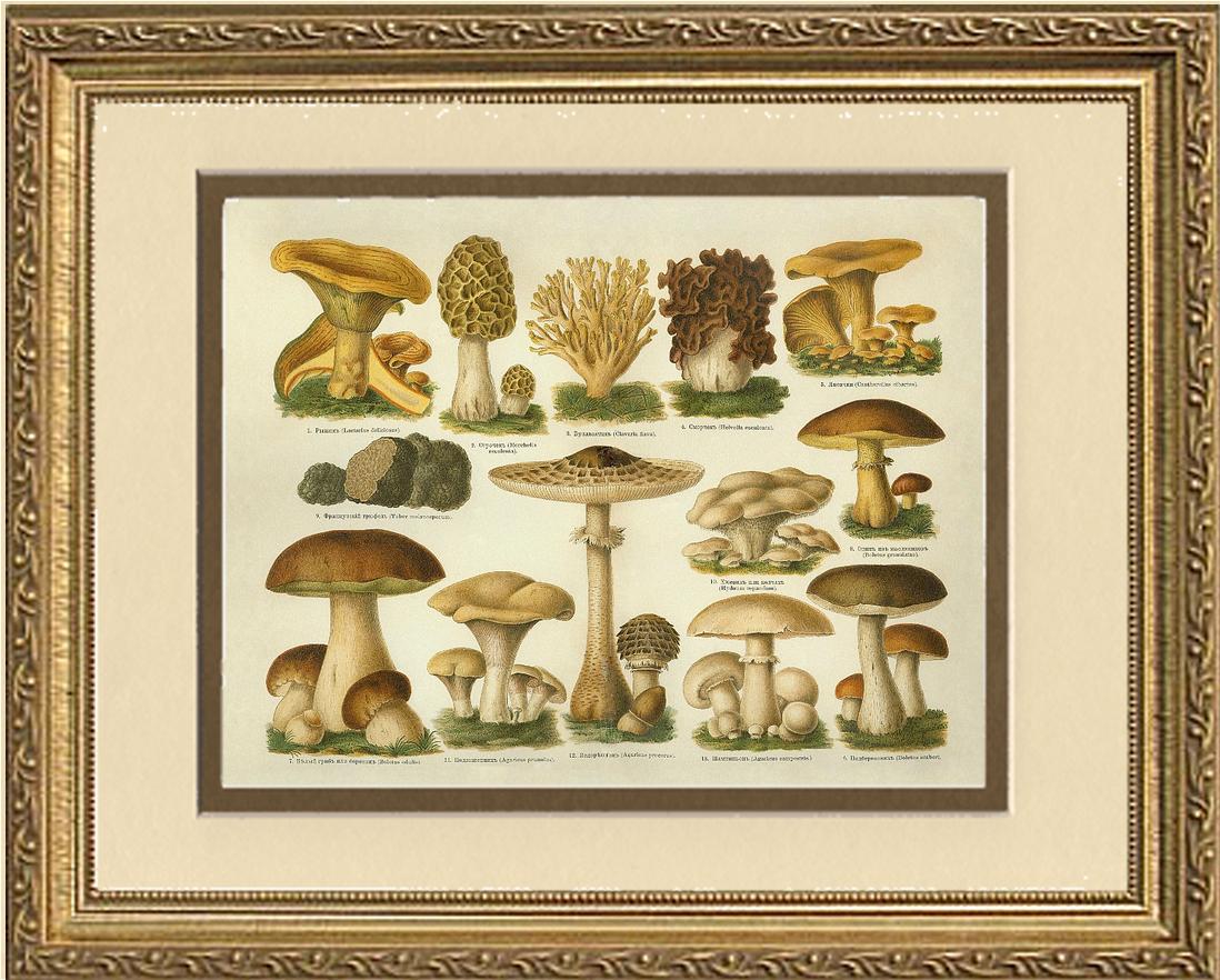 Edible Mushrooms | Vintage Mushroom Art Print