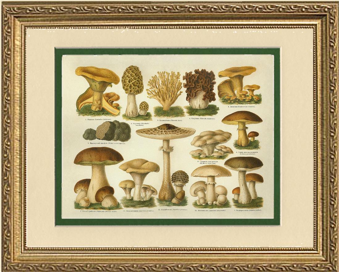 Edible Mushrooms | Vintage Mushroom Art Print